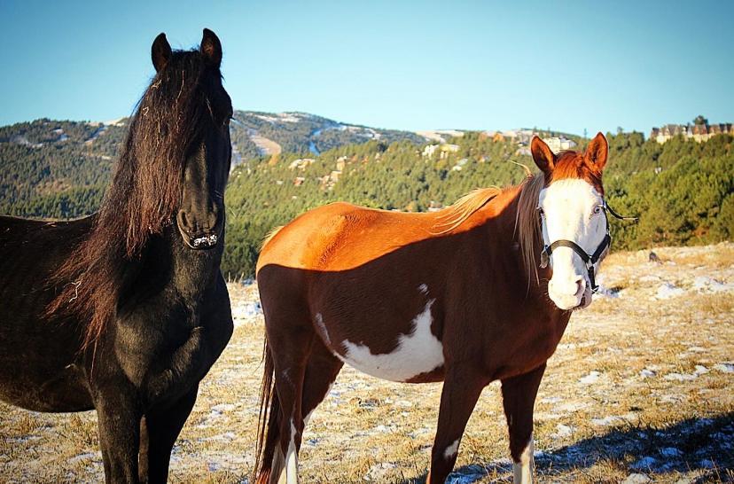 Gite Ranch Le Serpolet เลส์ อองเจลส์ ภายนอก รูปภาพ