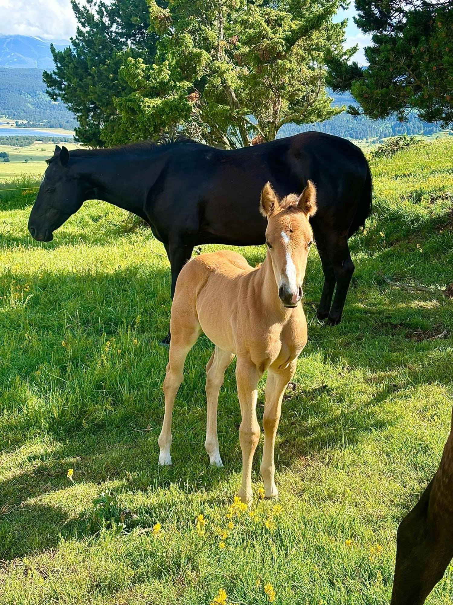 Gite Ranch Le Serpolet เลส์ อองเจลส์ ภายนอก รูปภาพ